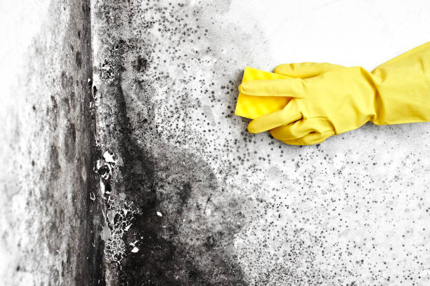 Best Attic Mold Removal  in Chatmoss, VA