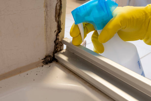Best Same-Day Mold Removal  in Chatmoss, VA