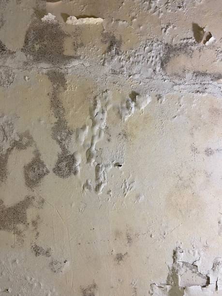 Best Mold Remediation  in Chatmoss, VA