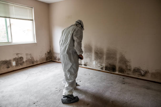 Best Toxic Mold Removal  in Chatmoss, VA