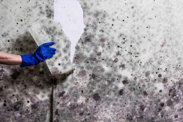Best Crawl Space Mold Removal  in Chatmoss, VA