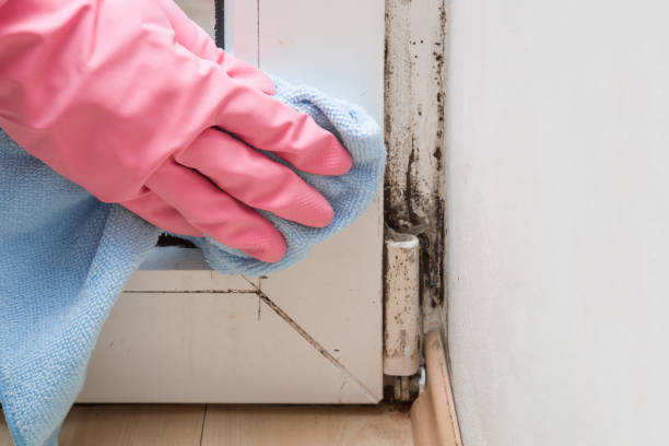 Best Affordable Mold Removal  in Chatmoss, VA